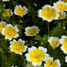20X Seeds POACHED EGG Flower Seeds Plant For Your Home Garden
