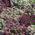 50X Seeds ALYSSUM APHRODITE Flower Seeds Plant For Your Home Garden