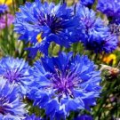 50X Seeds CORNFLOWER BLUE BALL Flower Seeds Plant For Your Home Garden