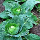 50X Seeds cabbage Vegetable Seeds Plant For Your Home Garden