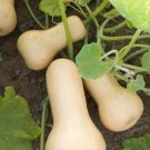 10X Seeds spring summer butternut pumpkin Vegetable Seeds Plant For Your Home Garden