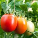 20X Seeds Tomato Vegetable Seeds Plant For Your Home Garden