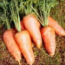 100X Seeds Carrot Chantenay Vegetable Seeds Plant For Your Home Garden