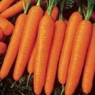 200X Seeds Carrot Nantes Vegetable Seeds Plant For Your Home Garden