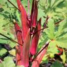 10X Seeds OKRA RED BURGUNDY Vegetable Seeds Plant For Your Home Garden