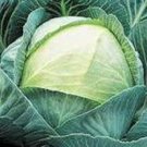 30X Seeds Primo cabbage Vegetable Seeds Plant For Your Home Garden