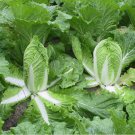 30X Seeds CHINESE CABBAGE NAGAOKA Vegetable Seeds Plant For Your Home Garden