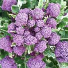 50X Seeds BROCCOLI PURPLE SPROUTING Vegetable Seeds Plant For Your Home Garden