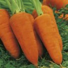 30X Seeds red core Chantenay carrot Vegetable Seeds Plant For Your Home Garden