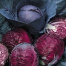 10X Seeds Red Ruby Ball Cabbage Vegetable Seeds Plant For Your Home Garden