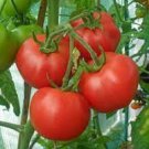 10X Seeds TOMATO KY1 Vegetable Seeds Plant For Your Home Garden
