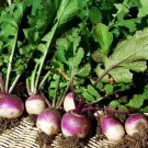 100X Seeds TURNIP Purple Top White Globe Vegetable Seeds Plant For Your Home Garden