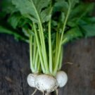 30X Seeds TURNIP Japanese Tokyo Vegetable Seeds Plant For Your Home Garden