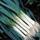 30X Seeds Lyon Prizetaker Leek Vegetable Seeds Plant For Your Home Garden