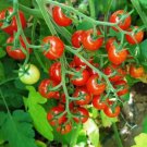 5X Seeds Tomato SWEET APERITIF Vegetable Seeds Plant For Your Home Garden