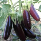 30X Seeds Little Finger EGGPLANT Vegetable Seeds Plant For Your Home Garden