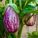 10X Seeds EGGPLANT de GANDIA Vegetable Seeds Plant For Your Home Garden