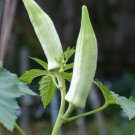 10X Seeds Okra Silver Queen White Vegetable Seeds Plant For Your Home Garden