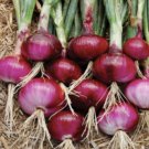 30X Seeds Spring Onion Red Vegetable Seeds Plant For Your Home Garden