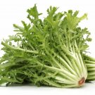 200X Seeds Autumn Spring Endive Vegetable Seeds Plant For Your Home Garden