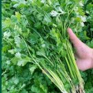 50X Seeds CORIANDER CHINESE PARSLEY Vegetable Seeds Plant For Your Home Garden