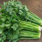 400X Seeds Celery Tall Utah Vegetable Seeds Plant For Your Home Garden