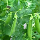 10gm Seeds MASSEY GEM PEA Vegetable Seeds Plant For Your Home Garden