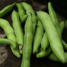 10gm Seeds Broad Bean Coles Early Dwarf Vegetable Seeds Plant For Your Home Garden