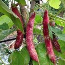 10gm Seeds BEAN Seeds BORLOTTI DWARF Vegetable Seeds Plant For Your Home Garden