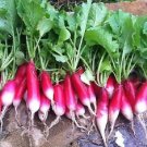 50X Seeds RADISH FRENCH BREAKFAST Vegetable Seeds Plant For Your Home Garden