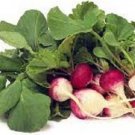 50X Seeds RADISH SPARKLER Vegetable Seeds Plant For Your Home Garden