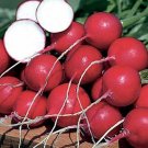 30X Seeds SCARLET GLOBE Radish Vegetable Seeds Plant For Your Home Garden