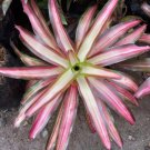 Live Plant Bromeliad Neoregelia 'Yang' Live Plant For Your Home Garden