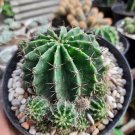 Live Plant chinopsis Hybrid BOURNE SPIDER Cactus Live Plant For Your Home Garden