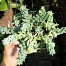 Live Plant Sedum Burrito Donkey Tail Rare Succulent Live Plant For Your Home Garden
