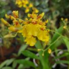 Live Plant Oncidium sphacelatum, butterfly orchid Flower Live Plant For Your Home Garden