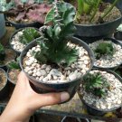 Live Plant Euphorbia Lactea Cristata Cactus Live Plant For Your Home Garden
