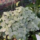 Live Plant Silver Nerve Plant Fittonia verschaffeltii Flower Live Plant For Your Home Garden