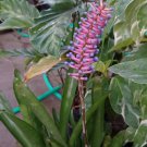 Live Plant Aechmea Gamosepala Matchstick Bromeliad Flower Live Plant For Your Home Garden