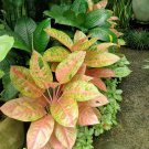 Live Plant Rainbow Aglaonema 'Pink Emerald" Flower Live Plant For Your Home Garden