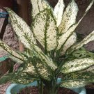 Live Plant Aglaonema White Dalmation Flower Live Plant For Your Home Garden