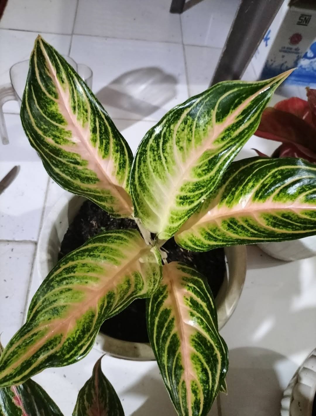 Live Plant Aglaonema Panama Pink Flower Live Plant For Your Home Garden