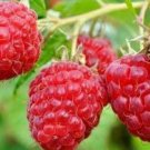 Live Plant Raspberry Red Plant Live Plant For Your Home Garden