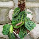 Red Maranta prayer Plant Flower Live Plant For Your Home Garden