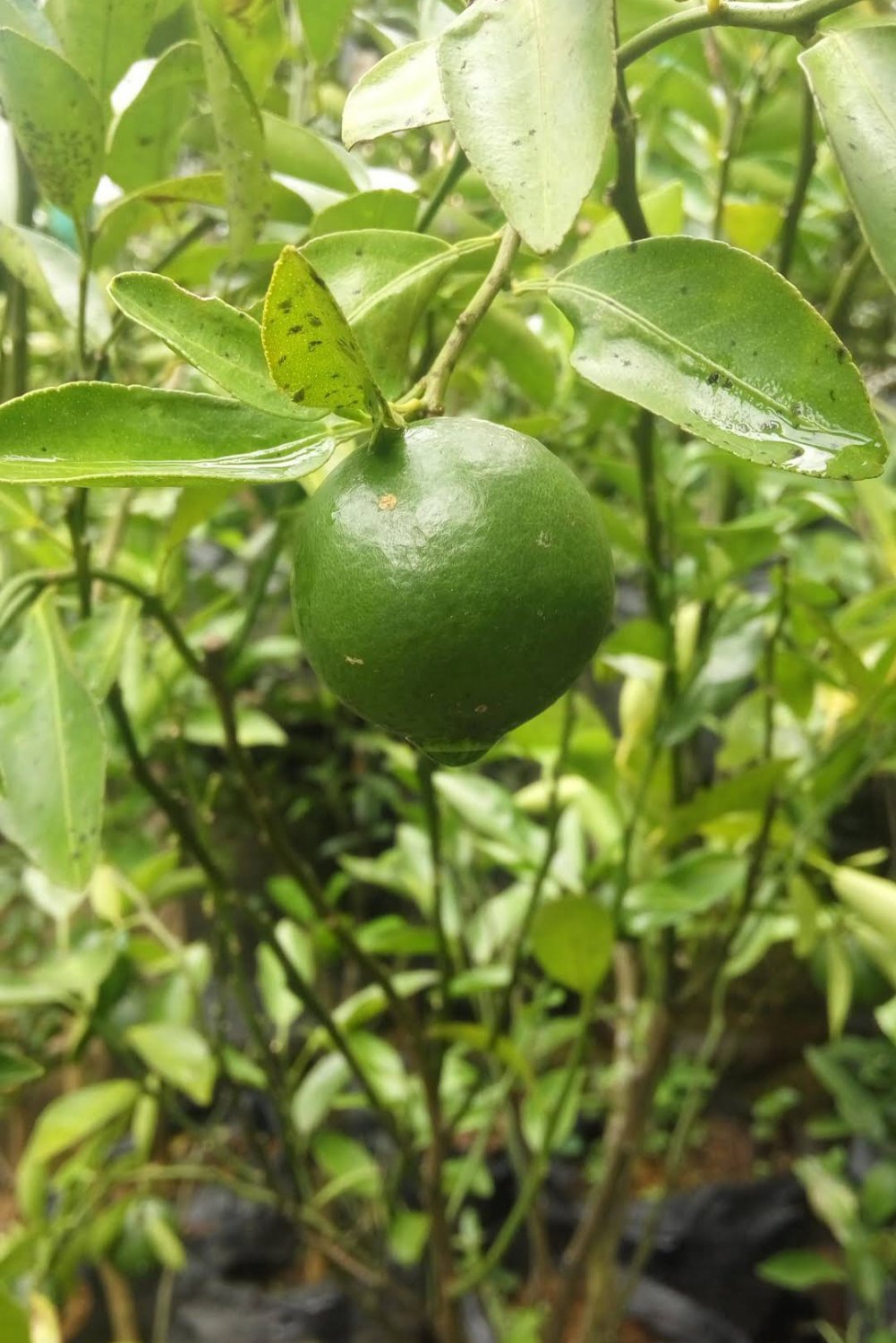 Key Lime Tree Plant Fruit Live Plant For Your Home Garden