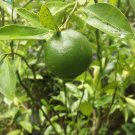 Key Lime Tree Plant Fruit Live Plant For Your Home Garden