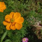 25 Seeds Sulfur Cosmos Orange Plant Flower Live Plant For Your Home Garden