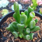 Jade Crassula Ovata Gollum Plant Flower Live Plant For Your Home Garden