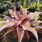 Cryptanthus bromeliad pink star Plant Flower Live Plant For Your Home Garden