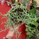 String of Bananas or Senecio Radicans Rare Plant Flower Live Plant For Your Home Garden